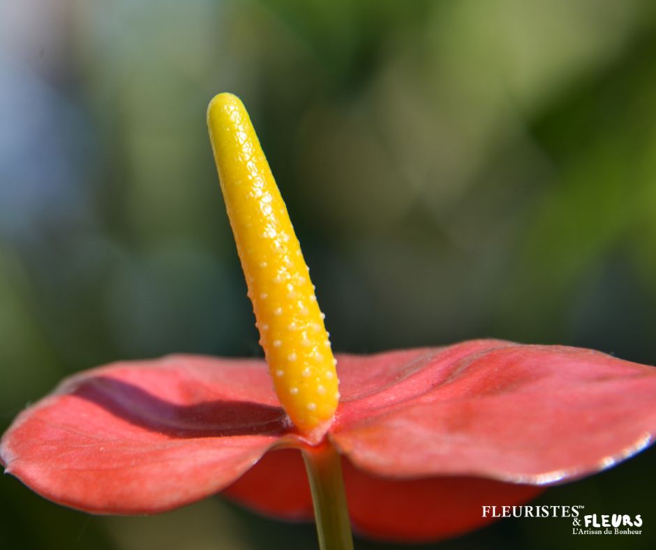 Gros fleur coupée anthurium pour décorer n'importe quel