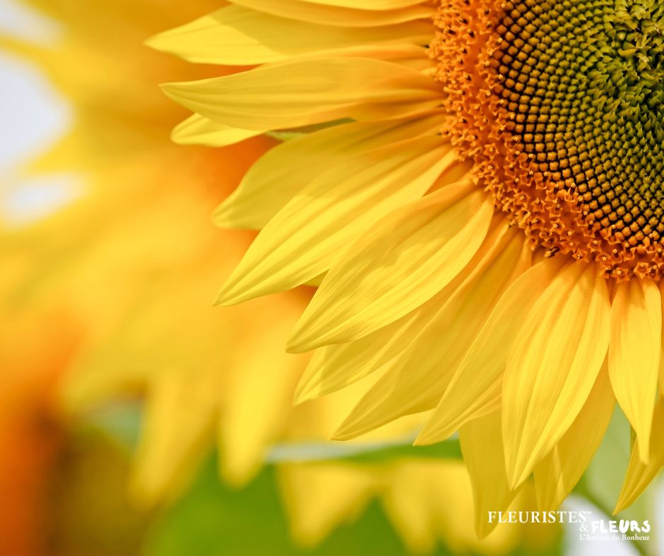 Langage des fleurs : pourquoi le tournesol symbolise le soleil, l'amour et  la fidélité ? : Femme Actuelle Le MAG