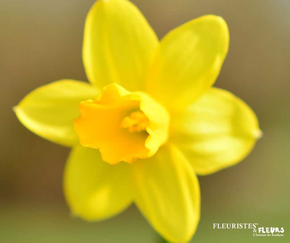 La jonquille douceur de printemps par fleuristes-et-fleurs