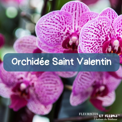 Saint Valentin Raffinée ❤️