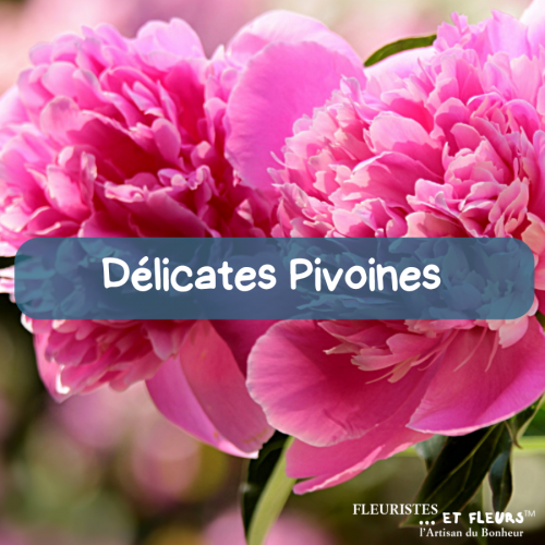 Délicates Pivoines