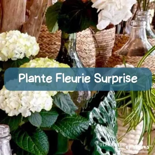 Plante Fleurie Surprise