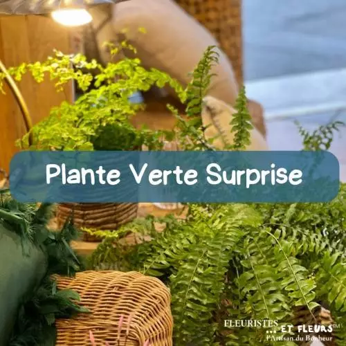 Plante Verte Surprise