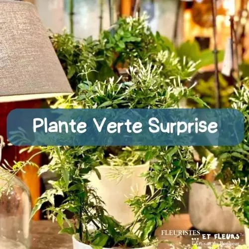Plante Verte Surprise