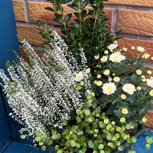 Coupe de plantes blanches