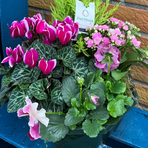 Coupe de plantes