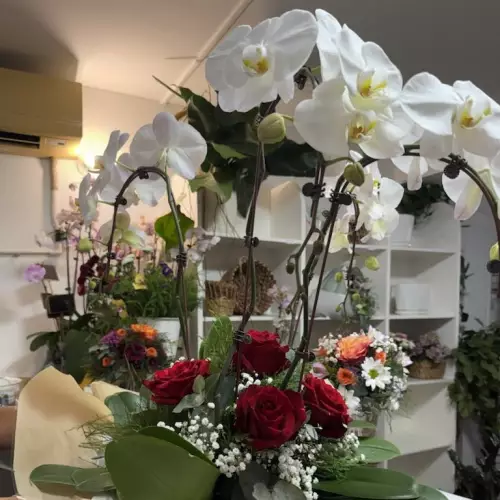 Orchidées et fleures coupées