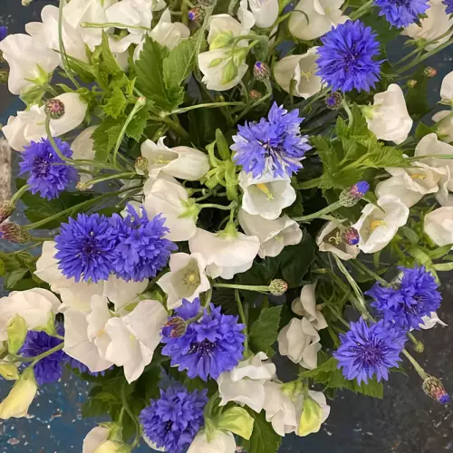 Fleurs d'île de France