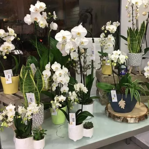 Une belle gamme d'orchidées