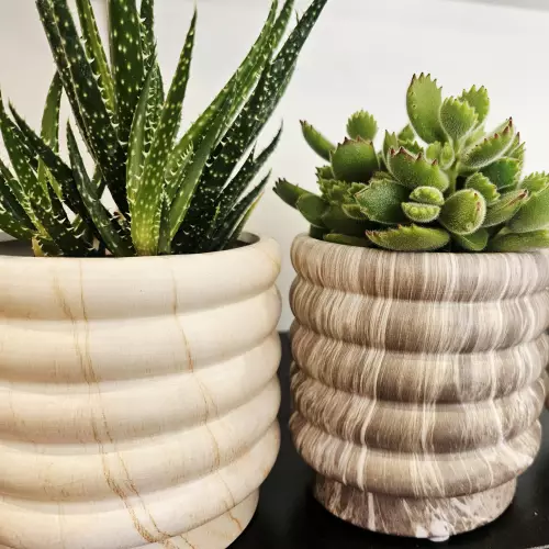 Plantes grasses