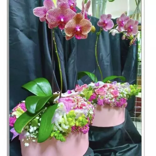 Orchidée box Fleurie